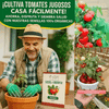 Semillas avanzadas😍 frutos rojos en casa